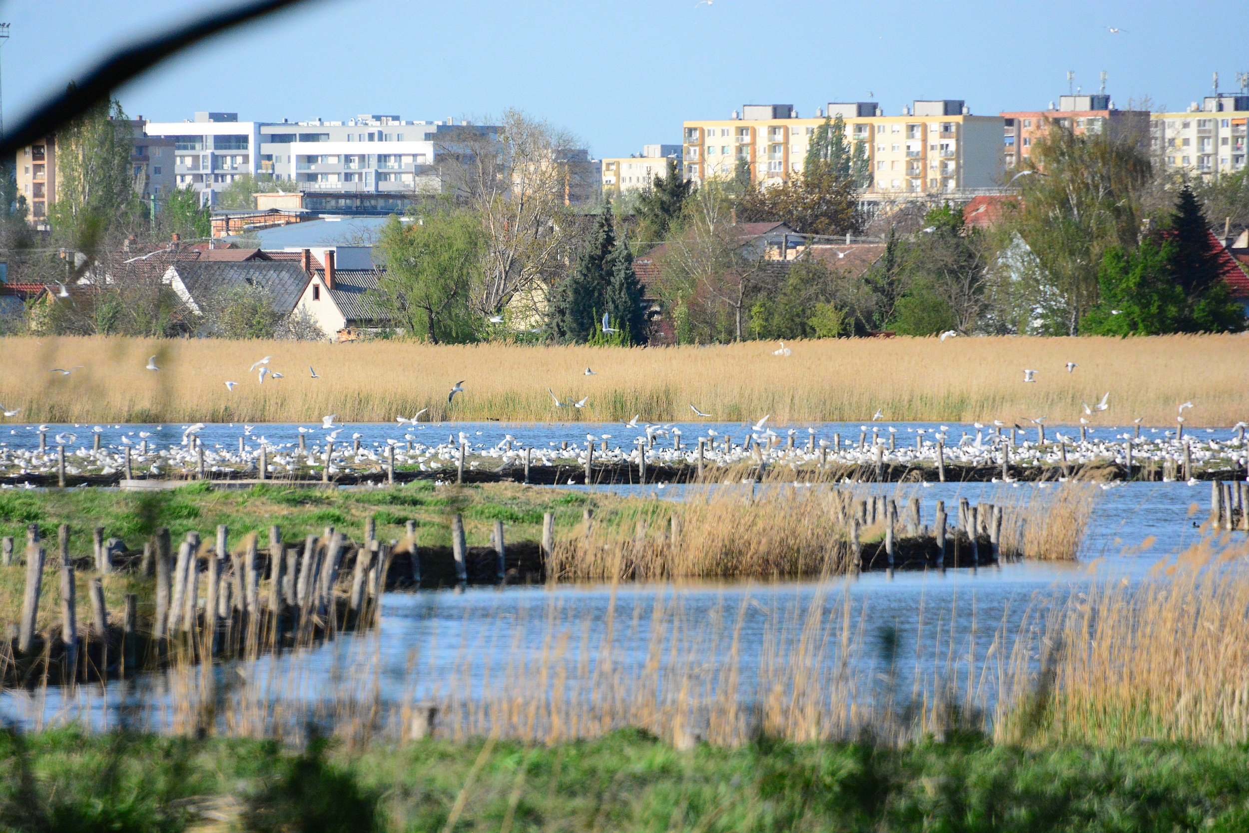 A Föld napja - csodálatosan éledő természet a Sóstón